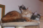 Kater Benny mit zwei jungen Miezen 9,5 Wochen alt.